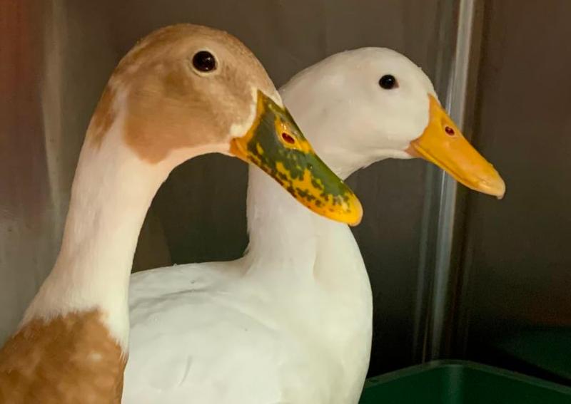 Rosedale Veterinary Clinic Austin veterinarians